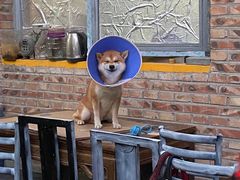 -新疆狼爷烤肉(宋庄店)