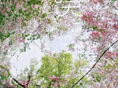 -深圳国际园林花卉博览园