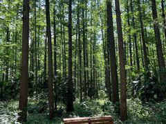 -水杉园