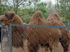 -长白岛森林公园