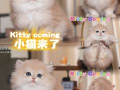 -小猫来了·猫舍(红山六九七九店)