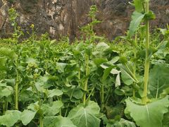 -华蓥山水杉山庄