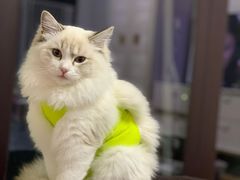 -伟伟宠物医院·瑞派猫友好医院·猫科(光谷店)