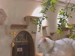 -猫色咖啡·猫咖