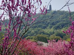 -苏州上方山国家森林公园