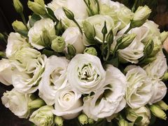 -静岸花卉园艺(三星坊店)