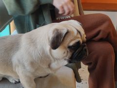 -喜柴咖啡·柴犬狗咖