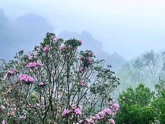 -梧桐山风景名胜区