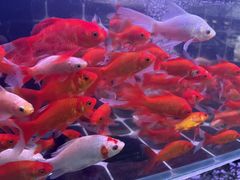 -青石桥花鸟鱼虫市场(叠翠城店)