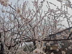 -桃花堤公园