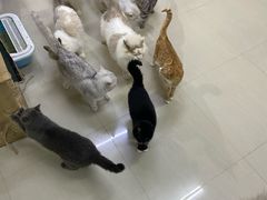 -猫咪咖啡店(新城大街店)