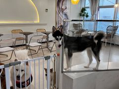 -共舞时光猫咖·狗咖(新街口店)