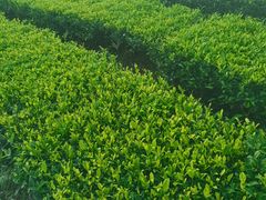 -东钱湖旅游度假区