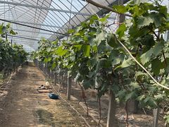 -马陆小张葡萄园农家乐