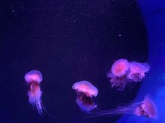 -嘉兴海底世界