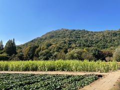 -八卦田遗址公园