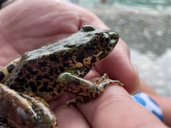 -虹口漂流