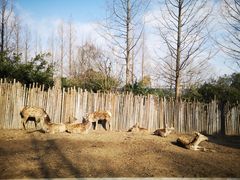 -上海野生动物园