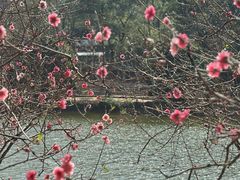 -南国桃园旅游度假区