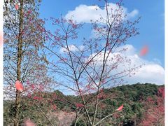 -广州市石门国家森林公园