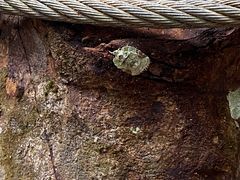 -西双版纳原始森林公园