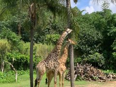 -广州长隆野生动物世界