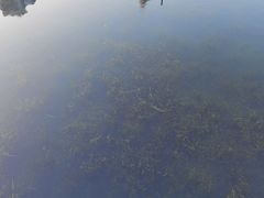 -深圳龙潭公园