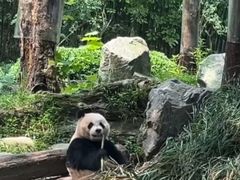 -都江堰中华大熊猫苑
