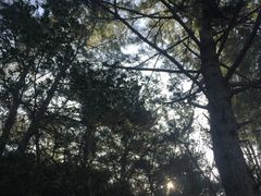 -汉拿树木园