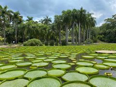 -中国科学院西双版纳热带植物园