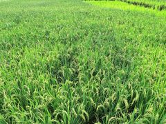 -中国天府农业博览园