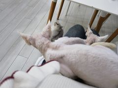 -喵的天空名猫咖啡馆·撸猫·猫舍·用品