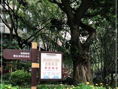 -泡桐树街