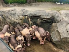 -正佳雨林生态植物园