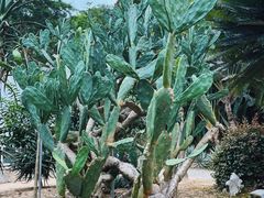 -深圳仙湖植物园