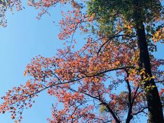 -广州市石门国家森林公园