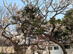 -无锡梅园公园