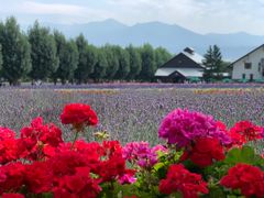 -富田农场