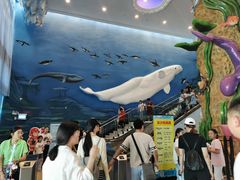 -芜湖新华联大白鲸海洋公园