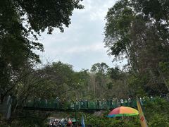 -西双版纳原始森林公园