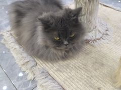 -爱洗澡的猫(天河路店)