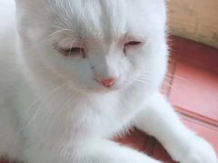 -猫小院猫主题咖啡厅(北锣店)