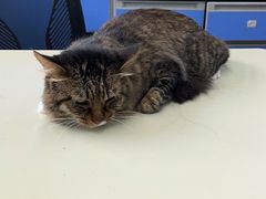 -瑞派动物医院·猫专科·至诚(江南中分院)