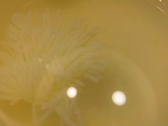 菊豆腐汤-厉家菜(金宝街店)
