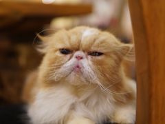 -more than meow吴止猫主题餐厅(承德 中船汇店)