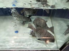 -盒马鲜生(和谐广场店)