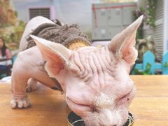 -猫小院猫主题咖啡厅(北锣店)