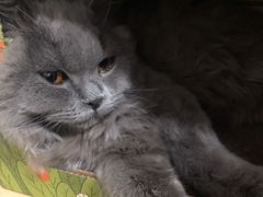 -美联众合宠物医院·爱萌分院·内外科·猫科中心