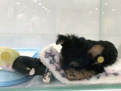 -BABYDOG宝贝狗宠物乐园(欧洲城店)