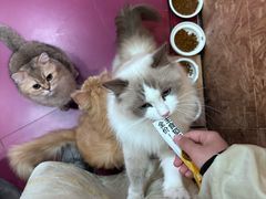 -和它·交个朋友·狗咖猫咖(爱琴海店)